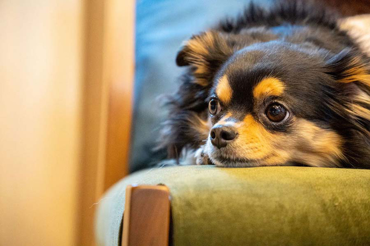 愛犬同伴可能